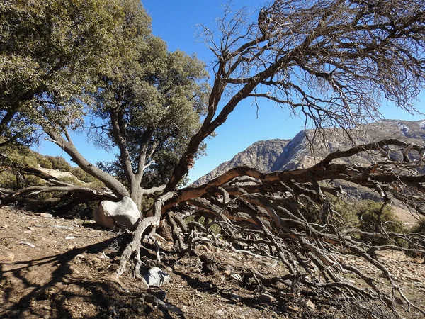 tree hit by rock in high atlas morocco 