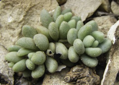 Flower and plant, green nature, great spring, beautiful color, wild grass from high Atlas Morocco 