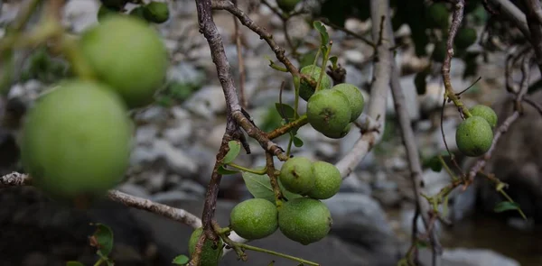 the walnut, a currency of exchange, a source of life, its conservation is essential, the survival of the villagers depends on it, in the high atlas mountain morocco