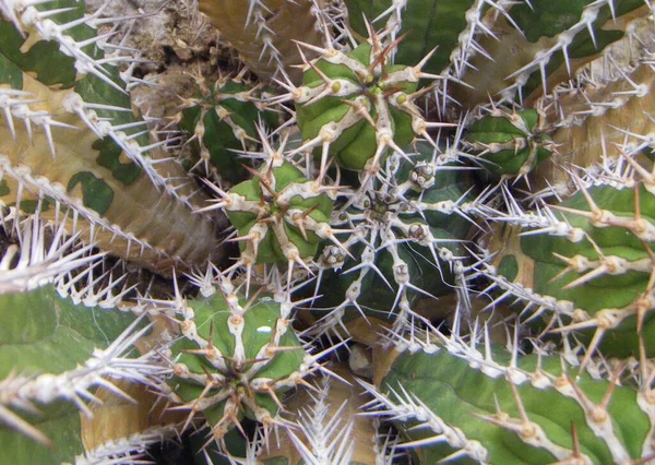 Cactus plant close-up from green nature, on background, top view  high Atlas mountains Morocco   ,