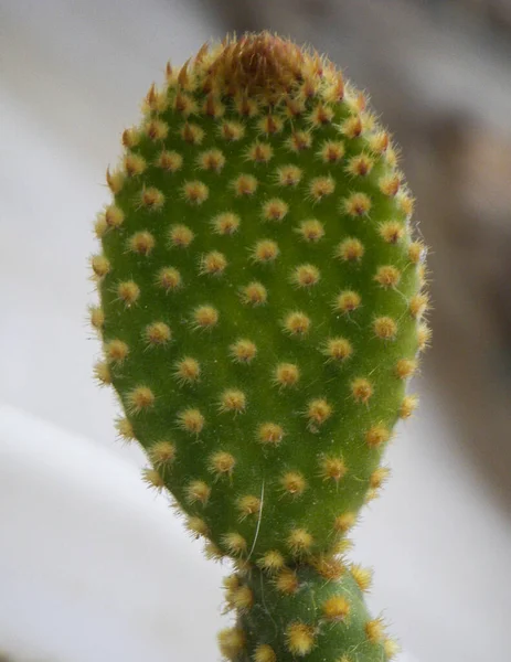 Cactus plant close-up from green nature, on background, top view  high Atlas mountains Morocco   ,