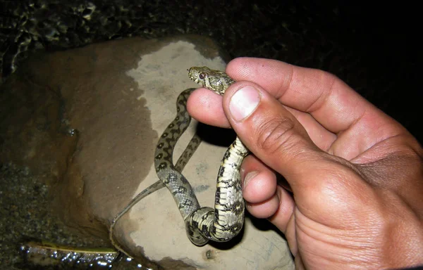 Atrapar Serpiente Río Durante Noche — Foto de Stock