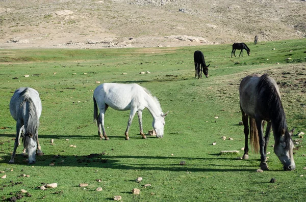 horses grazing in the wild, a green pasture in summer at Tichka park in the high atlas Morocco