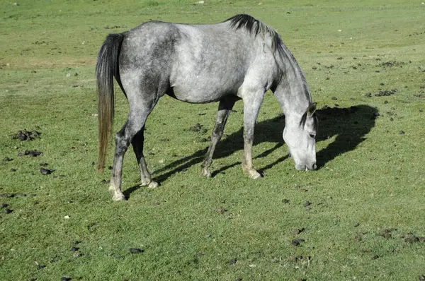Cavalos Pastando Natureza Pasto Verde Verão Parque Tichka Atlas Alto — Fotografia de Stock