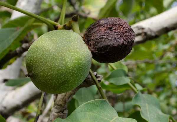 green foliage of the walnut tree clusters of green walnuts nestle among the leaves hang from the branches each nut is wrapped in a crisp green shell protecting the core It is a scene of nature\'s abundance where the anticipation of a coming harvest