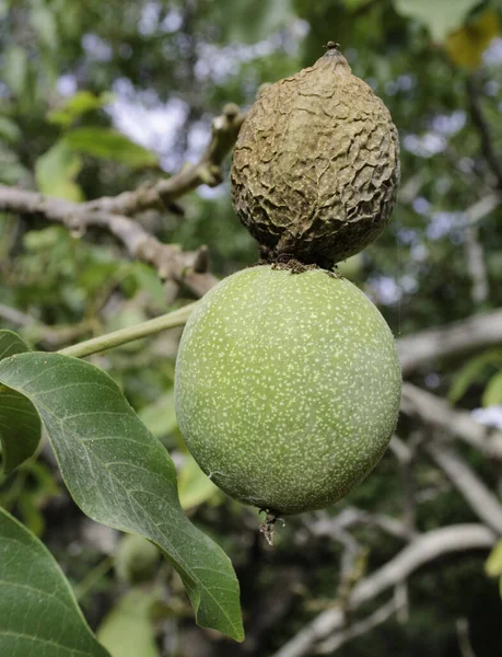 green foliage of the walnut tree clusters of green walnuts nestle among the leaves hang from the branches each nut is wrapped in a crisp green shell protecting the core It is a scene of nature\'s abundance where the anticipation of a coming harvest