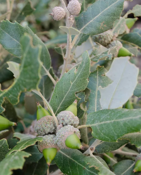 The fruit of the oak tree, with bright green leaves in the High Atlas Mountains of Morocco