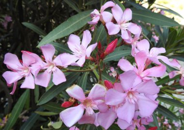 Çiçekler ve güller, baharın harika doğası, gülün çiçeği, güzel manzara, sihirli doğal renkler, bahçeden güzel güller, ormandaki yabani otlar, yüksek Atlas Dağları Fas 'ta