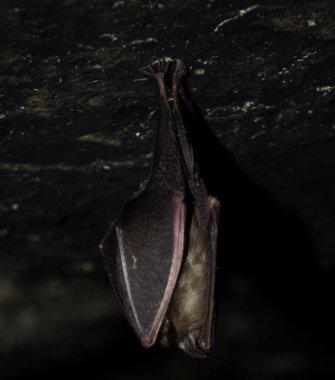 Karanlık bir mağarada, tek başına bir yarasa, kanatları katlanmış bir kayanın üzerine tünemiş.