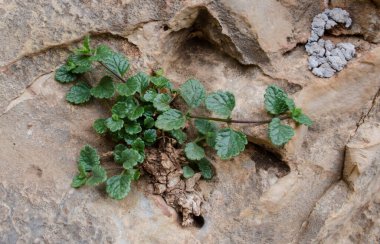 Bahçedeki taş bir duvarda büyüyen yeşil bitki, stok fotoğrafı, yeşil yaprakların yakın çekimi, sığ alan derinliği