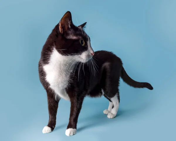 Black and white cat isolated on a blue background turning his head and looking back over his shoulder