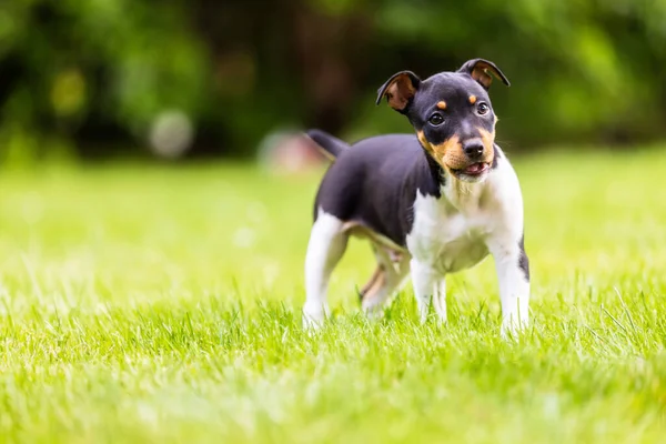 Rat terrier puppy dog enjoying a sunny summer day in a park