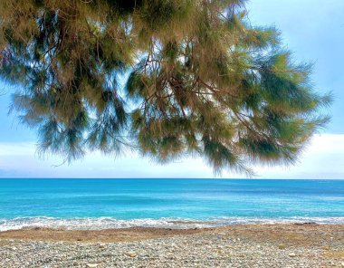 Palmiye ağaçları ve mavi gökyüzü olan güzel sahil