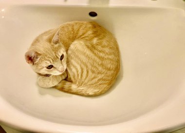 cute cat in a basket with red fluffy kitten
