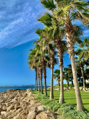 Parktaki palmiye ağaçları