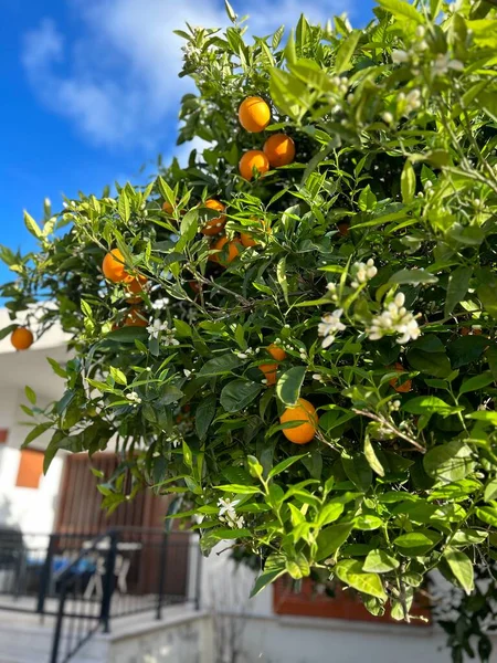 オレンジと黄色の果物が通りにあり — ストック写真