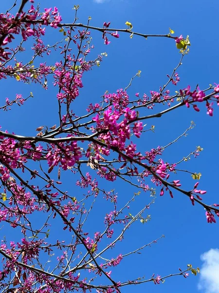 Bahçedeki güzel pembe çiçekler