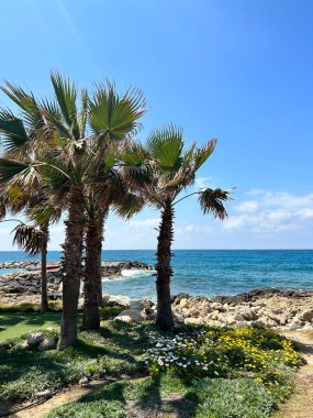 Sahilde palmiye ağaçları