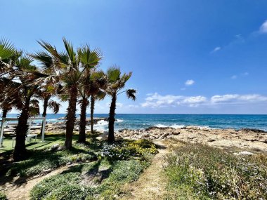 Palmiye ağaçları ve mavi gökyüzü olan güzel tropikal plaj