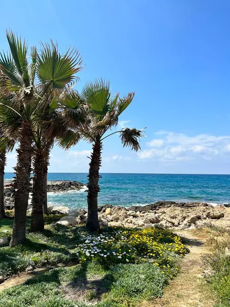 Palm Trees Mediterranean Sea — ストック写真