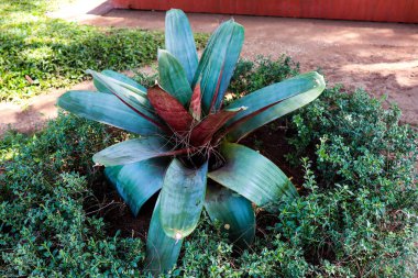 İmparatorluk, Semarang eritme bahçesinde oturan dev bir rosette bromeliad. Bromeliad Alcantarea imparatorluğu tam güneş alabilir ve tuza dayanıklıdır.