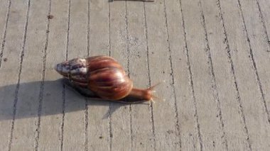 Salyangozlar kaldırım taşlarında yavaşça yürür.