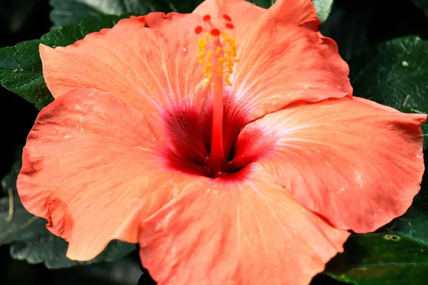 Hibiscus flower (Hibiscus rosa-sinensis L) is a shrub of the Malvaceae family originating from East Asia and widely grown as an ornamental plant in tropical and subtropical region.