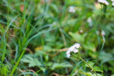 beautiful view of plant leaves exposed to morning dew
