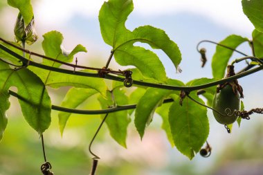beautiful view of plant leaves exposed to morning dew