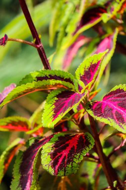 Coleus is a genus of annual or perennial herbaceous or shrubs, sometimes succulent, sometimes with fleshy or tuberous rootstocks, found in tropical and subtropical regions.