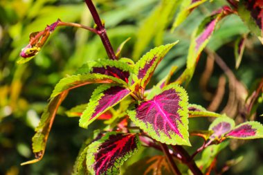 Coleus is a genus of annual or perennial herbaceous or shrubs, sometimes succulent, sometimes with fleshy or tuberous rootstocks, found in tropical and subtropical regions.