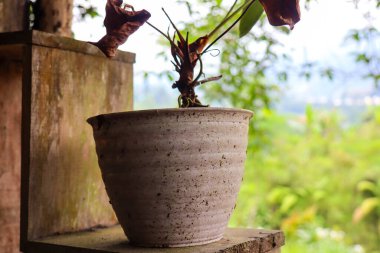 panoramic view of potted plants outside with trees in the background