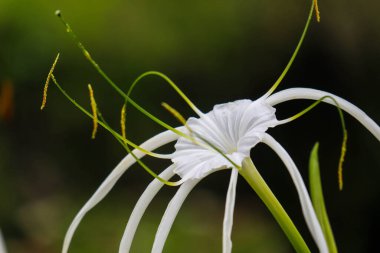 Hymenocallis littoralis or beach spider lily is a species of plant in the genus Hymenocallis. Usually used as an ornamental plant
