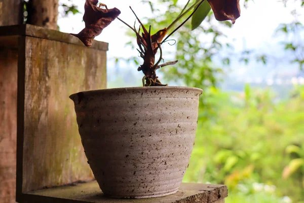 panoramic view of potted plants outside with trees in the background
