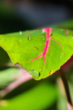 Plant of red and green leafy caladium cultivar (Caladium bicolor) fresh in the morning exposed to rain dew