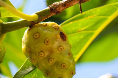 Buah Mengkudu or Noni fruit (Morinda citrifolia). It is also known as big noni,