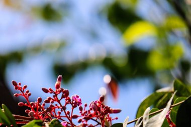 Parijata (Medinilla speciosa) is a chronic epiphytic plant in the Medinilla clan, Melastomatacea tribe. This plant contains antioxidants and is believed to increase pregnancy fertility.