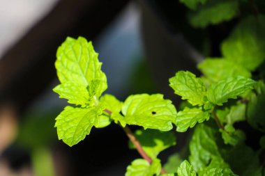 beautiful view of plant leaves exposed to morning dew