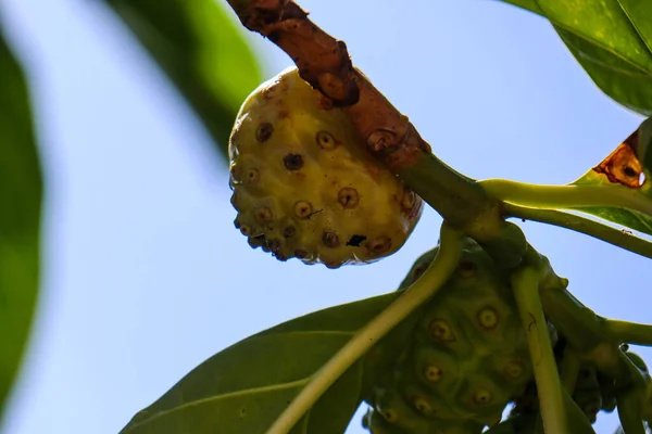 Buah Mengkudu or Noni fruit (Morinda citrifolia). It is also known as big noni,