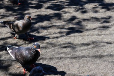 panoramic view of hordes of beach birds relaxing on the sand of Cacalan Banyuwangi beach.