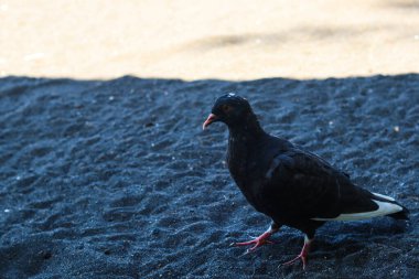 view of black doves enjoying walking on the sand of Banyuwangi's Cacalan beach