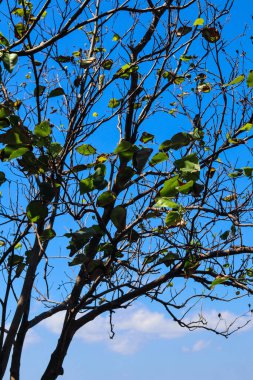 beautiful view of plant leaves exposed to morning dew