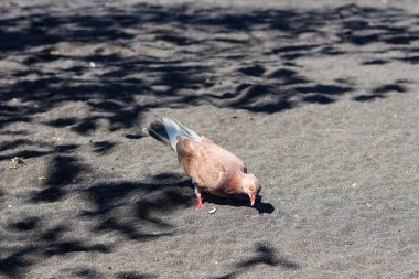 view of brown doves enjoying walking on the sand of Banyuwangi's Cacalan beach