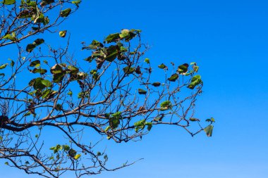 beautiful view of plant leaves exposed to morning dew