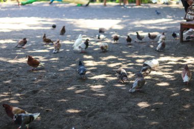 panoramic view of hordes of beach birds relaxing on the sand of Cacalan Banyuwangi beach.