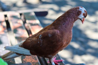 view of brown doves enjoying walking on the sand of Banyuwangi's Cacalan beach