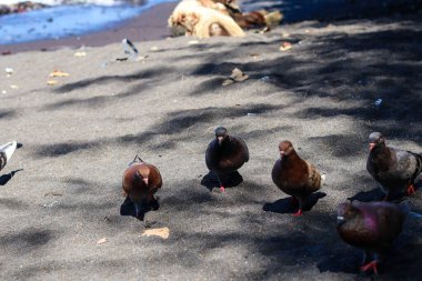 panoramic view of hordes of beach birds relaxing on the sand of Cacalan Banyuwangi beach.