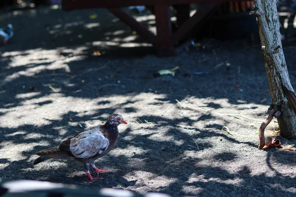 view of brown doves enjoying walking on the sand of Banyuwangi's Cacalan beach