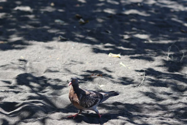 view of brown doves enjoying walking on the sand of Banyuwangi's Cacalan beach