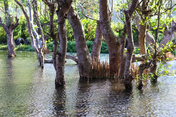 View of tree swamps submerged in sea water with a clear sky
